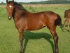 dressage horse Delayla (German Sport Horse, 2007, from Drakdream)