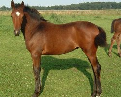 dressage horse Delayla (German Sport Horse, 2007, from Drakdream)