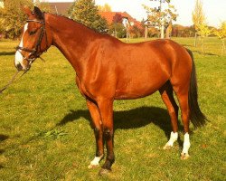 Springpferd Caramellow (Deutsches Sportpferd, 2008, von Colorit)