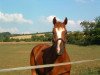 dressage horse Dior (German Sport Horse, 2004, from Drakdream)