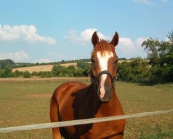 dressage horse Dior (German Sport Horse, 2004, from Drakdream)