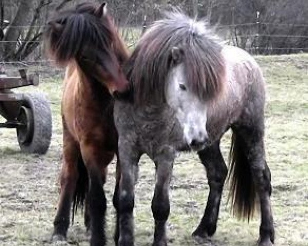 horse Ulfar du Langeren (Iceland Horse, 2008, from Geysir fra Sigtun)