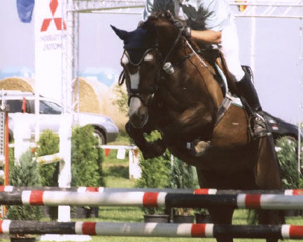broodmare Little Kiss (Saxony-Anhaltiner, 2000, from Lohberg)