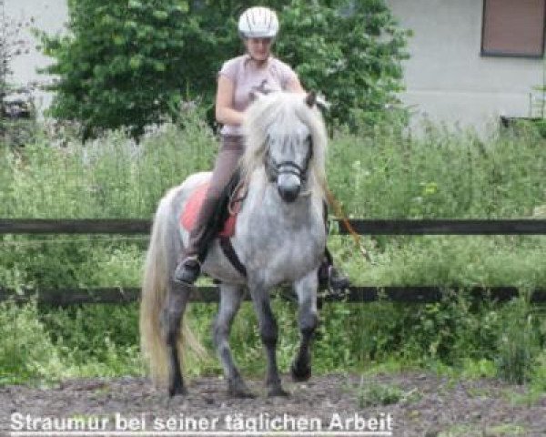 Pferd Straumur fra Egilsstadakoti (Islandpferd, 2003, von Vísir frá Syðri-Gróf)