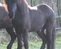 horse Svartisvanur von Hermannsburg (Iceland Horse, 2003, from Sleipnir von Hermannsburg)