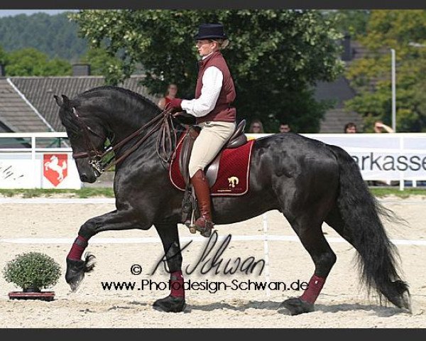 stallion Wobke 403 (Friese, 1999, from Fetse 349)
