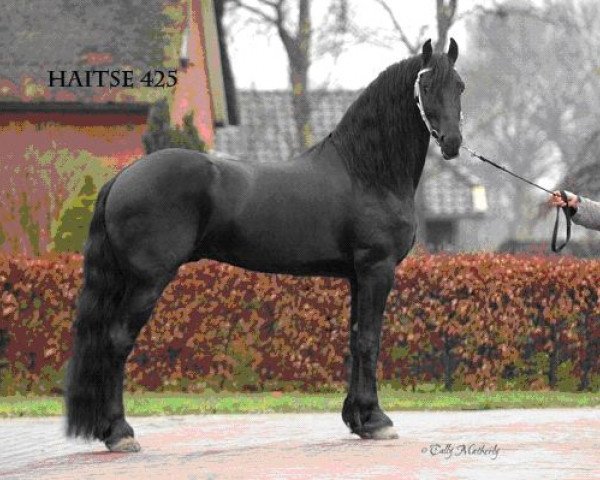 stallion Haitse 425 (Friese, 2002, from Jasper 336 P)