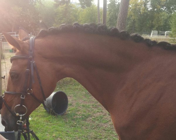 jumper Cherry 157 (German Riding Pony, 2000, from Fs Chiwago)