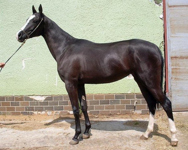 broodmare Gazalia (Akhal-Teke, 2008, from Azamat)