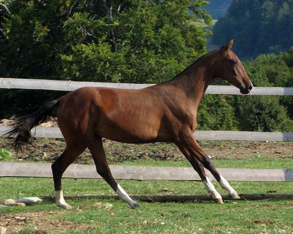 Zuchtstute Orista (Achal Tekkiner, 2008, von Satrap)