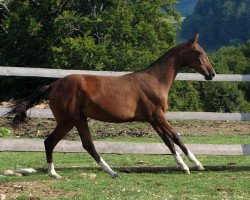 broodmare Orista (Akhal-Teke, 2008, from Satrap)