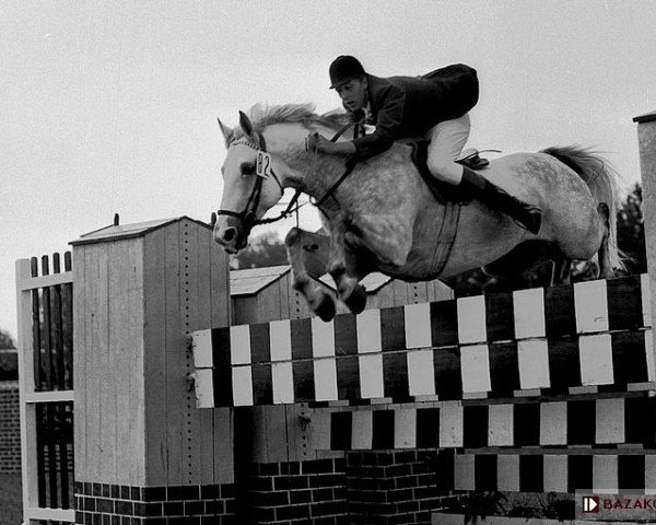 stallion Plon AA (Anglo-Arabs, 1961, from Błyszcz AA)