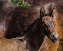 dressage horse Minnie (Hanoverian, 2019, from Maracana)