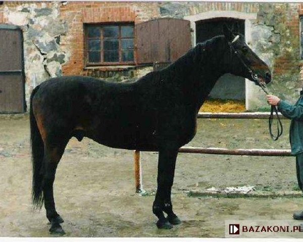 stallion Arion (Trakehner, 1980, from Poprad)