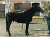 stallion Arion (Trakehner, 1980, from Poprad)