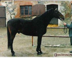 Deckhengst Arion (Trakehner, 1980, von Poprad)