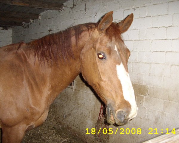 broodmare Madonna (Hanoverian, 1985, from Matcho AA)