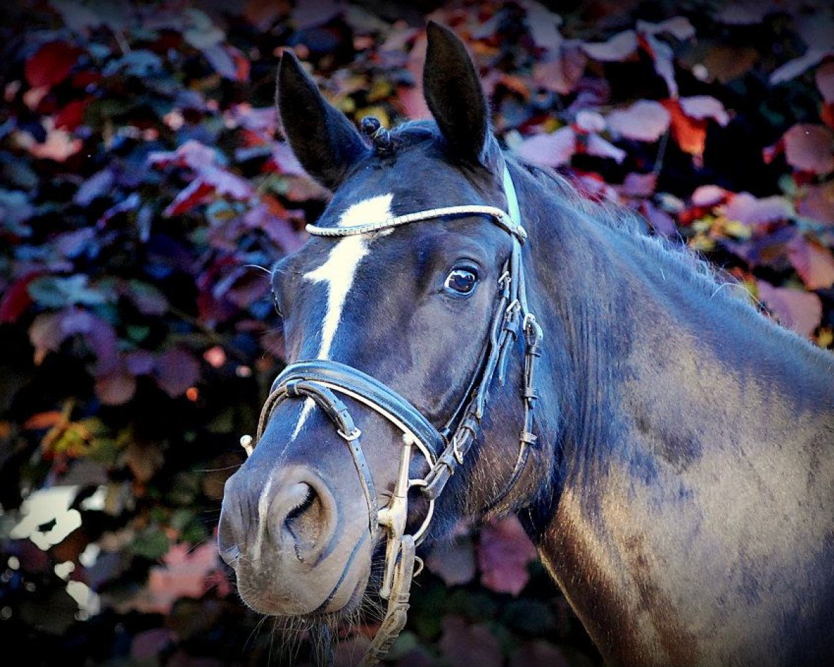 horse Paradise Dream (German Riding Pony, 2004, from Pole Position - Wengelo's Olaf)