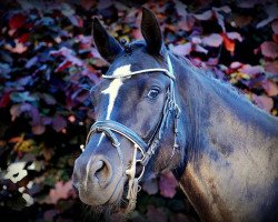 Pferd Paradise Dream (Deutsches Reitpony, 2004, von Pole Position - Wengelo's Olaf)