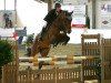 jumper Christmas Eve (Hanoverian, 2009, from Chacco-Blue)