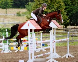 broodmare Lintonia (Oldenburg show jumper, 2008, from Hh Linton)