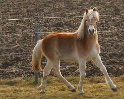 horse Navarino (Haflinger, 2013, from Nabucco)