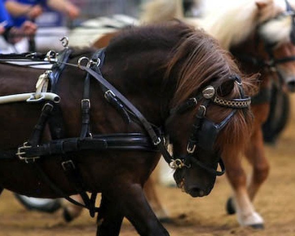 stallion Mr. Roger v. Uilenbroek (Shetland Pony, 1997, from Jolly Roger of Marshwood)