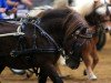 stallion Mr. Roger v. Uilenbroek (Shetland Pony, 1997, from Jolly Roger of Marshwood)