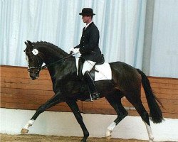 dressage horse Prinz Primero M (Hanoverian, 2001, from Prince Thatch xx)