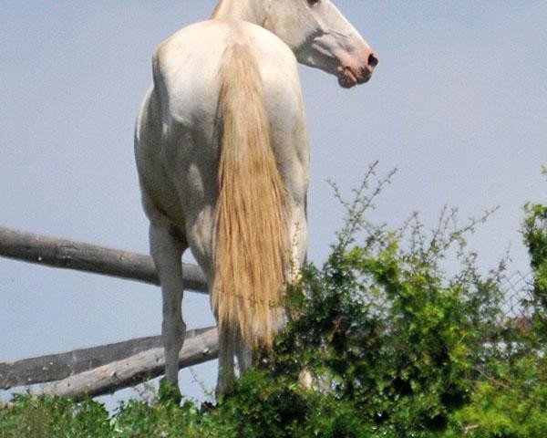 broodmare Georgina (Akhal-Teke, 2007, from Gagur)