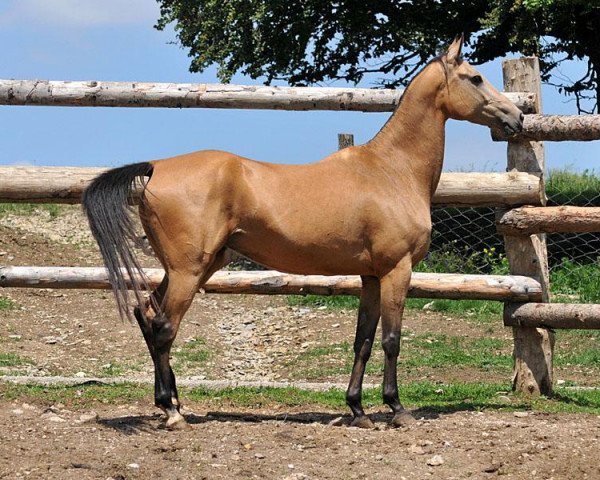 broodmare Akhelana (Akhal-Teke, 2006, from Duburlan)