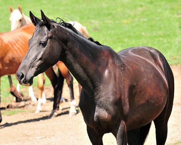 broodmare Danaida (Akhal-Teke, 2006, from Angar II)