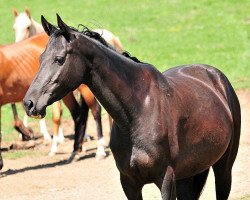 broodmare Danaida (Akhal-Teke, 2006, from Angar II)