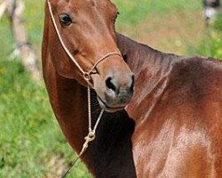 broodmare Pylinka (Akhal-Teke, 2006, from Alihan)