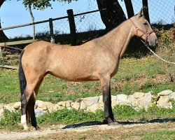 broodmare Gafera (Akhal-Teke, 2003, from Algush)