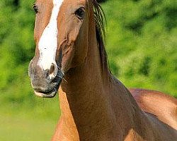 broodmare Markiza (Akhal-Teke, 1998, from Altyn 8)