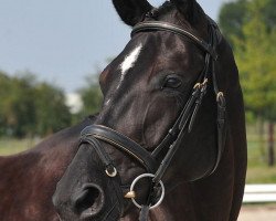 dressage horse Djamila 45 (Hanoverian, 2008, from Dancier)