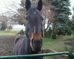 broodmare Brentana (Hanoverian, 2004, from Brentano II)