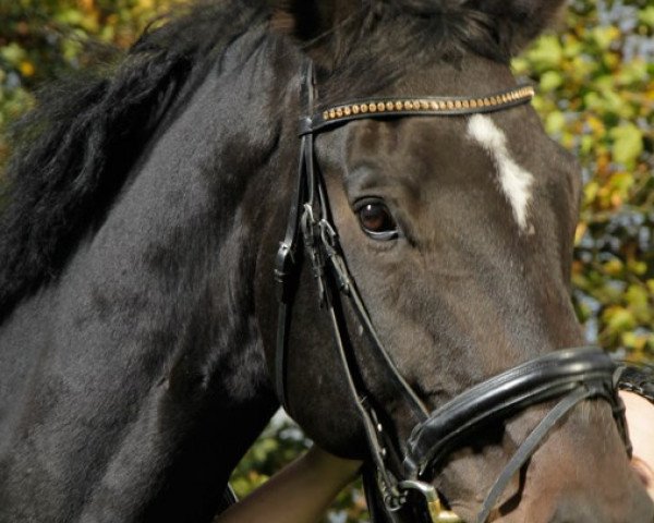 Springpferd Hypnotic Tango (Westfale, 2003, von Hohenstein I)