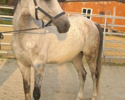 horse Abdul (Hungarian Warmblood, 2005, from Rahihaza Martaloc-11)