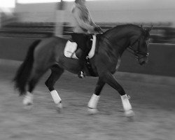 dressage horse Woogaroo 2 (Hanoverian, 2002, from Wolkentanz I)