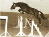 stallion Dom Perignon (Rhinelander, 1982, from Domfalk)