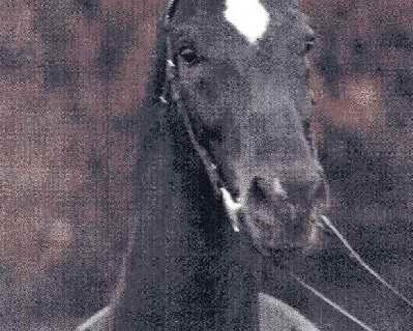 stallion Remy Martin (Westphalian, 1985, from Rex Fritz)
