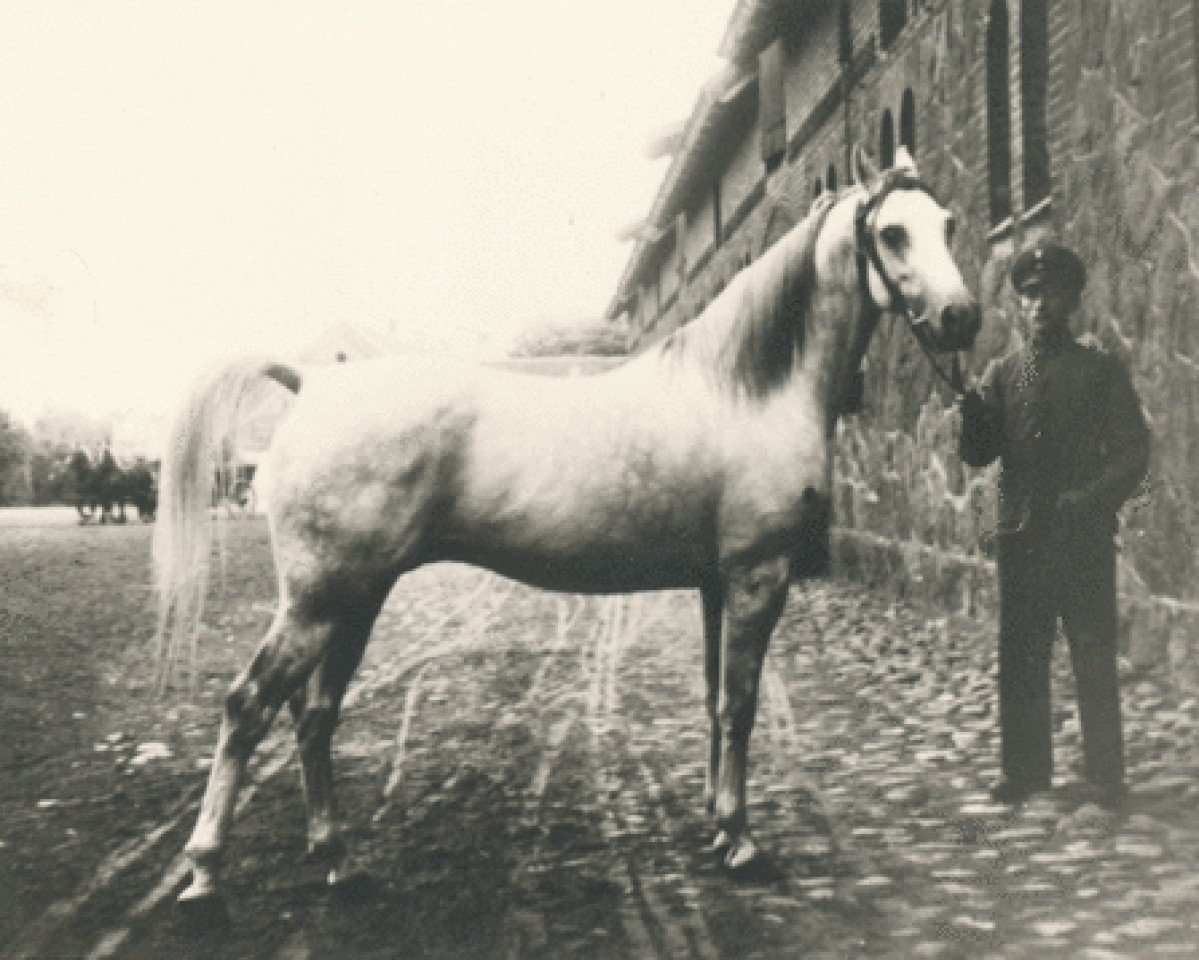 stallion Adamas ox (Arabian purebred, 1930, from Kohejl Ibn Mazepa 1920 ox)