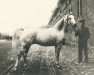 stallion Adamas ox (Arabian thoroughbred, 1930, from Kohejl Ibn Mazepa 1920 ox)