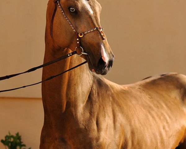 Pferd Gorez (Achal Tekkiner, 2008, von Arafat)