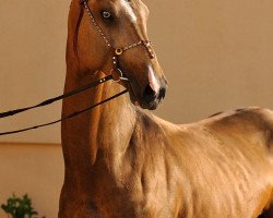 horse Gorez (Akhal-Teke, 2008, from Arafat)