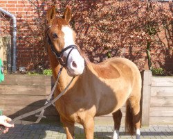 dressage horse Don Giovanni 93 (German Riding Pony, 2002, from Dornik B)