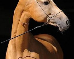 stallion Prospekt (Akhal-Teke, 2007, from Pergenbek)