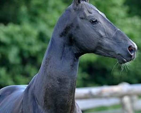 stallion Gadjikhan (Akhal-Teke, 2005, from 1020 Ajan 2)